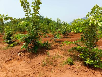 Image of 200 Sq.ft Residential Plot / Land for sale in Kothavalasa, Visakhapatnam for Rs. 1200000