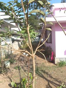Image of 1200 Sq.ft 2 BHK Independent House for sale in Koorkenchery, Thrissur for Rs. 3900000
