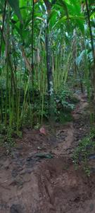 Image of 1100 Sq.ft 3 BHK Independent House for sale in Kattappana, Idukki for Rs. 650000