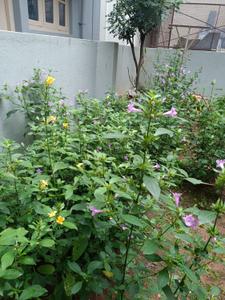 Image of 1500 Sq.ft 1 BHK Independent House for rent in Doddabidrakallu, Bengaluru for Rs. 18000