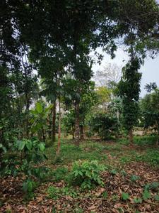 Image of 700 Sq.ft 4 BHK Independent House for sale in Payyampally, Wayanad for Rs. 6500000