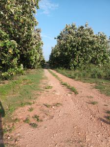 Image of 4800 Sq.ft Residential Plot / Land for sale in Periyanaickenpalayam, Coimbatore for Rs. 3450000