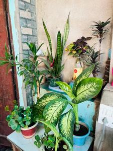 Balcony Image of 1200 Sq.ft 4.5 BHK Independent House for rent in Kampoo Gwalior for Rs. 20000
