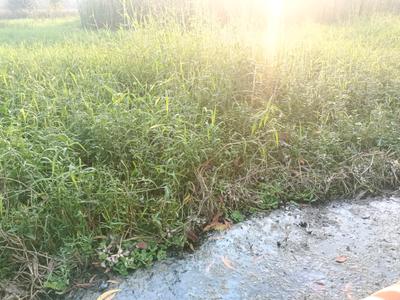 Image of 1250 Sq.ft Residential Plot / Land for sale in Budge Budge, Kolkata for Rs. 700000