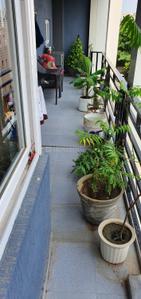 Balcony Image of 2250 Sq.ft 3 BHK Builder Floor for rent in Big Block South City 2, Sector 49 Gurgaon for Rs. 60000