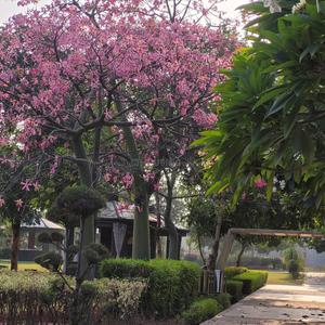 Image of 1400 Sq.ft 3 BHK Apartment / Flat for sale in Omaxe Gardenia Floors 3A, New Chandigarh, Chandigarh for Rs. 13403400