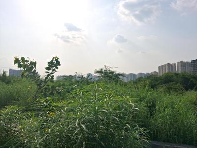 Image of 1000 Sq.ft Residential Plot / Land for sale in Sector 79, Noida for Rs. 15000000