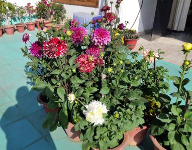 Balcony Image of 6000 Sq.ft 6 BHK Villa for sale in LDA Vishesh Khand, Gomti Nagar Lucknow for Rs. 62500000