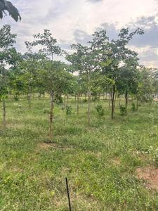 Image of 111 Sq.ft Residential Plot / Land for sale in Kothavalasa, Visakhapatnam for Rs. 666000