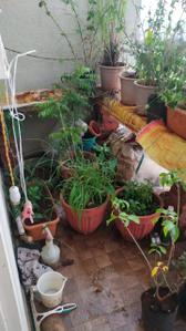 Balcony Image of 650 Sq.ft 1 BHK Apartment / Flat for rent in TCG Panorama Phase II Bldg B, Ambegaon Budruk Pune for Rs. 20000
