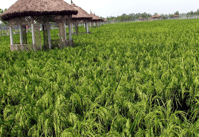 Image of 10000 Sq.ft Residential Plot / Land for sale in Itaunja, Lucknow for Rs. 8500000