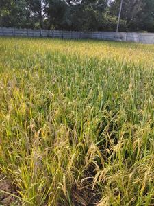 Image of 162000 Sq.ft Residential Plot / Land for sale in Keesara, Secunderabad for Rs. 240000000
