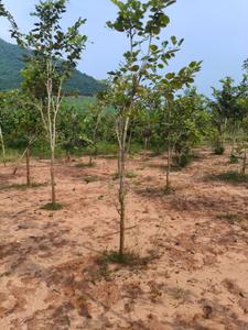 Image of 200 Sq.ft Residential Plot / Land for sale in Kothavalasa, Visakhapatnam for Rs. 900000