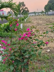 Image of 600 Sq.ft Residential Plot / Land for sale in Thatchoor, Chennai for Rs. 950000