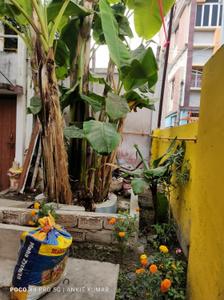 Image of 800 Sq.ft 2 BHK Independent House for rent in Dinkar Nagar Majhuliya, Muzaffarpur for Rs. 5500