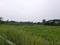 Sonargaon 2 plot project kolkata Plot View 1