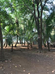 Image of 40000 Sq.ft Residential Plot / Land for sale in Bagmala, Alibag for Rs. 40000000
