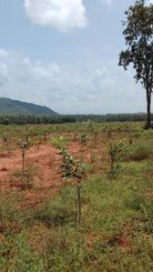 Image of 100 Sq.ft Residential Plot / Land for sale in Kothavalasa, Visakhapatnam for Rs. 650000