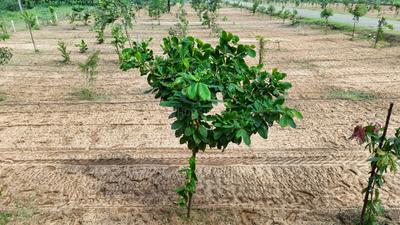 Image of 9600 Sq.ft Residential Plot / Land for sale in Panjappur, Tiruchirappalli for Rs. 8900000