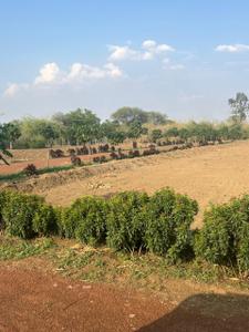 Image of 8000 Sq.ft Residential Plot / Land for sale in Aama Para, Durg for Rs. 5400000