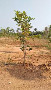 Image of 100 Sq.ft Residential Plot / Land for sale in Bhogapuram, Visakhapatnam for Rs. 600000