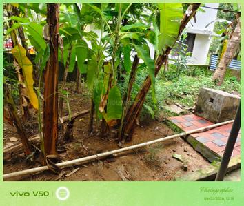 Image of 1200 Sq.ft 3 BHK Independent House for sale in Aranattukara, Thrissur for Rs. 4500000