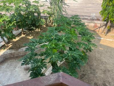 Balcony Image of 5600 Sq.ft 6 BHK Independent House for sale in Civil Lines Jaipur for Rs. 160000000
