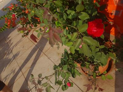 Image of 4500 Sq.ft 4 BHK Villa for sale in Malavli, Lonavala for Rs. 19700000