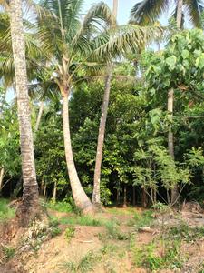 Image of 21780 Sq.ft Residential Plot / Land for sale in Cherpu, Thrissur for Rs. 7500000