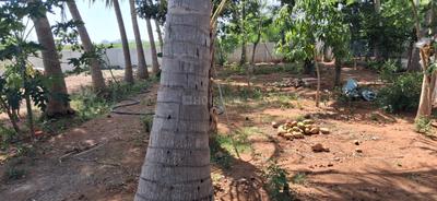 Aathiparasakthi Nagar Plot View 1