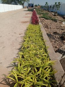 Image of 1000 Sq.ft Residential Plot / Land for sale in Ringnodiya, Indore for Rs. 3725000