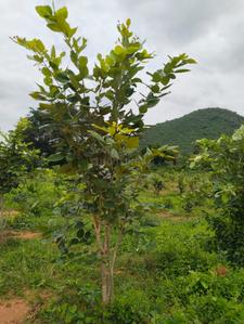 Image of 200 Sq.ft Residential Plot / Land for sale in Bhogapuram, Visakhapatnam for Rs. 1200000