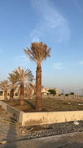 Image of 675 Sq.ft Residential Plot / Land for sale in Mendki, Dewas for Rs. 1750000