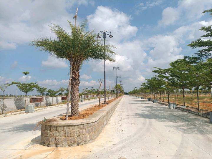 SLN Mango Groove Main Image 1