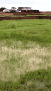 Image of 435 Sq.ft Residential Plot / Land for sale in Manatu, Ranchi for Rs. 1450000