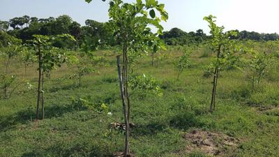 Image of 200 Sq.ft Residential Plot / Land for sale in Kothavalasa, Visakhapatnam for Rs. 1200000