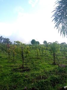 Asha Bramha Greens Plot View 3