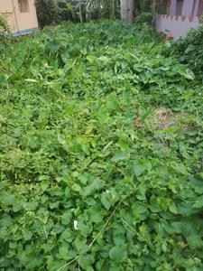 Pal Para Plot View 3