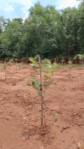 Image of 100 Sq.ft Residential Plot / Land for sale in Kothavalasa, Visakhapatnam for Rs. 650000