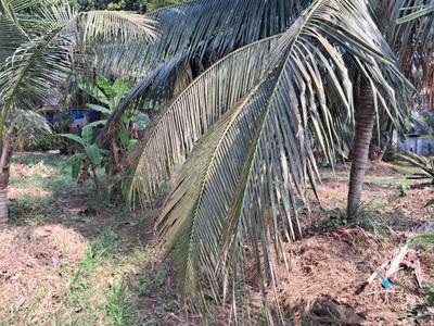Image of 16115 Sq.ft Residential Plot / Land for sale in Vyttila, Kochi for Rs. 81400000