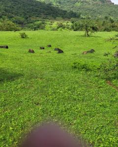 Image of 20000 Sq.ft Residential Plot / Land for sale in Bhor, Pune for Rs. 1800000