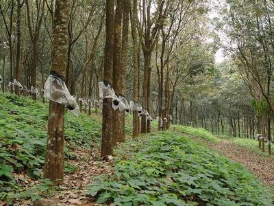 Image of 106722 Sq.ft Residential Plot / Land for sale in Vadakkencherry, Palakkad for Rs. 9824500