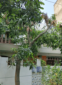 Image of 4500 Sq.ft 6 BHK Independent House for sale in Gomti Nagar, Lucknow for Rs. 24900000