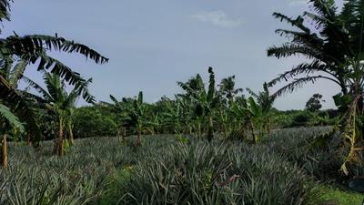 Image of 48563 Sq.ft Residential Plot / Land for sale in Mathicode, Kanyakumari for Rs. 180000000