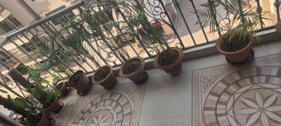 Balcony Image of 1000 Sq.ft 2 BHK Apartment / Flat for rent in Satyam The Palm Residency, Mahalgaon Gwalior for Rs. 15000