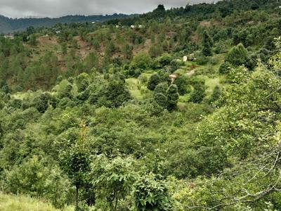 mukteshwar meadows Plot View 3