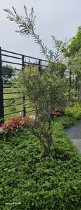 Image of 1200 Sq.ft Residential Plot / Land for sale in Chikkaballapura Town, Chikballapur District for Rs. 5500000