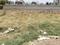 Aarohi plot Plot View 2