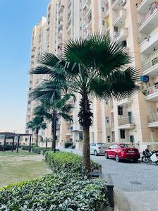 Image of 1730 Sq.ft 3 BHK Apartment / Flat for sale in Sunworld Vanalika, Sector 107, Noida for Rs. 25000000