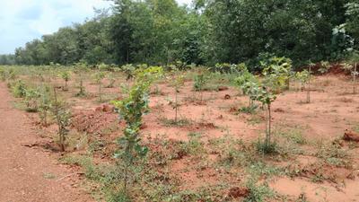 Image of 100 Sq.ft Residential Plot / Land for sale in Kothavalasa, Visakhapatnam for Rs. 650000